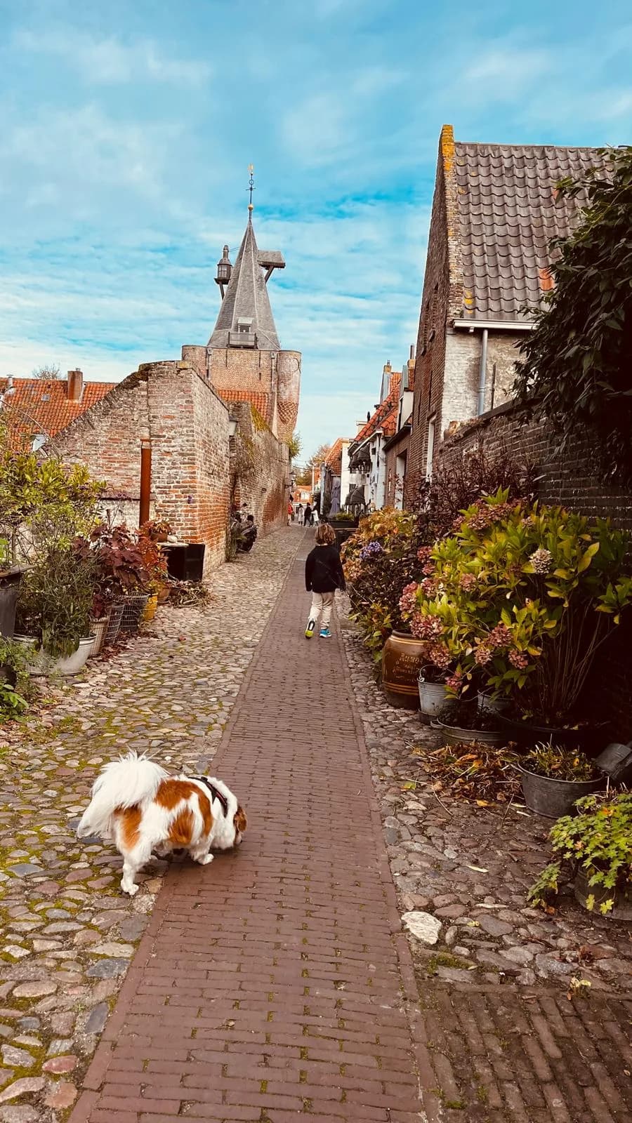 Owner-photographed historic Dutch street with a dog