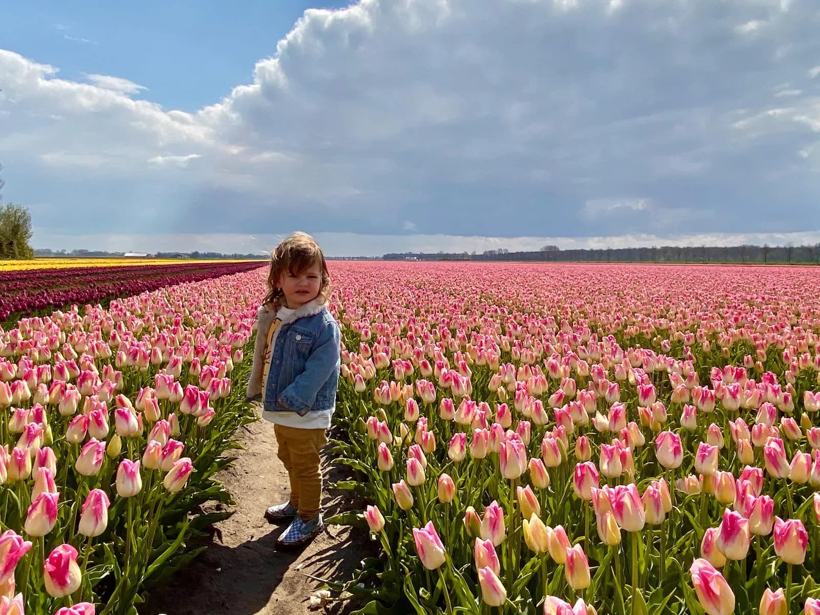 A child standing among pink Dutch tulips under a dramatic blue sky